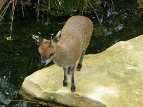 Фото Антилопа-прыгун