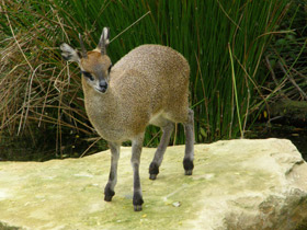 Фото Антилопа-прыгун