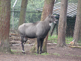 Фото Нильгау