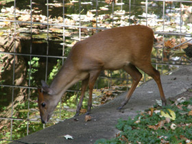Фото Красный дукер