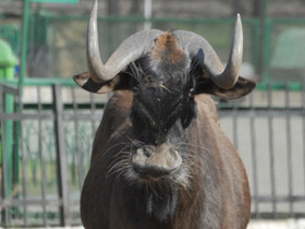 Фото Белохвостый гну