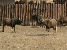 Фото Белохвостый гну