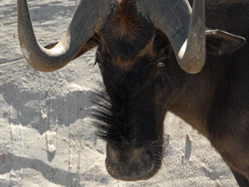 Фото Белохвостый гну