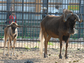 Фото Белохвостый гну