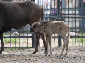 Фото Белохвостый гну