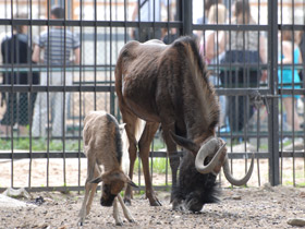 Фото Белохвостый гну