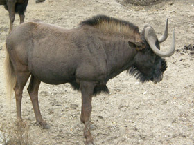 Фото Белохвостый гну