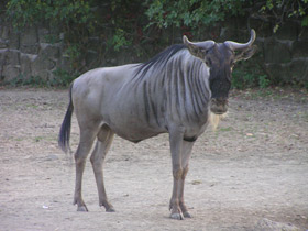 Фото Голубой гну