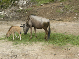 Фото Голубой гну