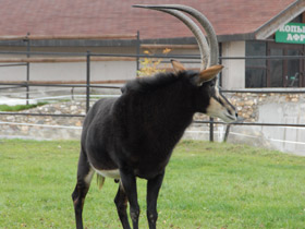 Смотреть фото Черная антилопа Фото Черная антилопа