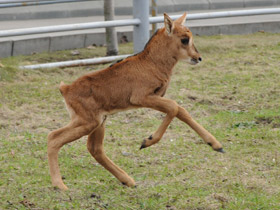 Смотреть фото Черная антилопа Фото Черная антилопа