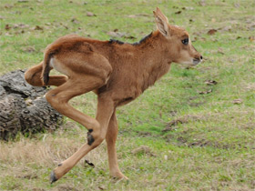 Черная антилопа