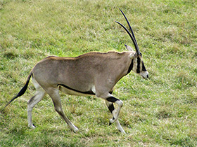Смотреть фото Орикс бейза Фото Орикс бейза