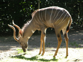 Фото Малый куду