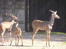 Фото Малый куду