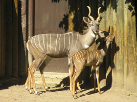 Фото Малый куду