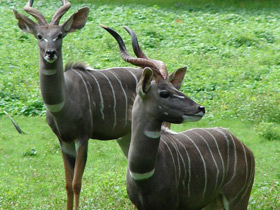 Фото Малый куду