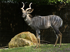 Фото Малый куду