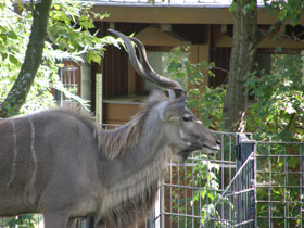 Фото Большой куду
