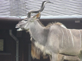 Фото Большой куду