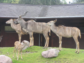 Фото Большой куду