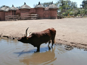 Смотреть фото Бык ватусси Фото Бык ватусси