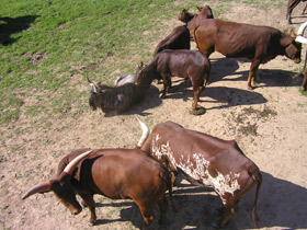 Смотреть фото Бык ватусси Фото Бык ватусси