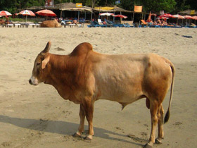 Фото Священные животные