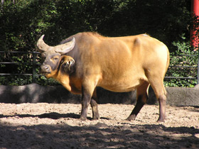 Смотреть фото Африканский карликовый буйвол Фото Африканский карликовый буйвол