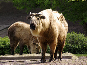 Смотреть фото Такин Фото Такин