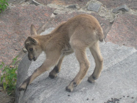 Фото Дагестанский тур