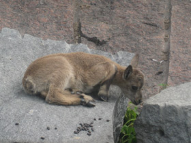 Фото Дагестанский тур