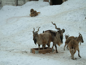 Фото Винторогий козёл