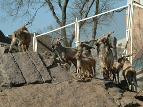 Фото Винторогий козёл