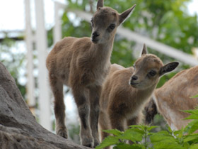 Фото Винторогий козёл
