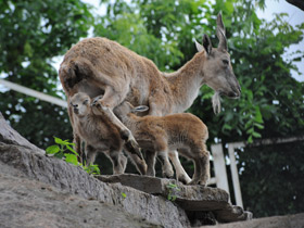 Фото Винторогий козёл