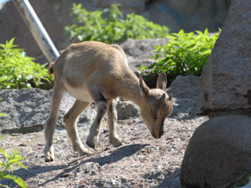 Фото Винторогий козёл
