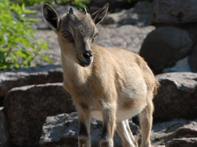 Фото Винторогий козёл