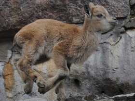 Фото Винторогий козёл