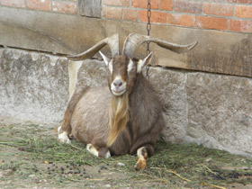 Смотреть фото 15 смешных фактов о животных. Часть 2. Фото 15 смешных фактов о животных. Часть 2.