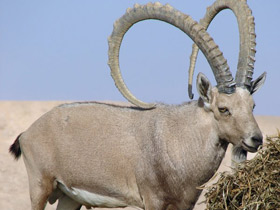 Смотреть фото Нубийский горный козел Фото Нубийский горный козел