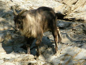 Смотреть фото Гималайский тар Фото Гималайский тар