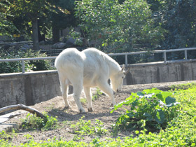 Фото Снежная коза