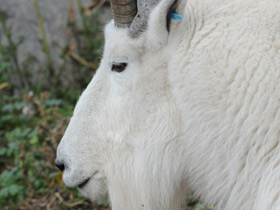 Фото Снежная коза