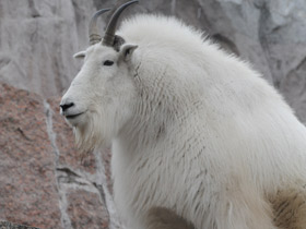 Снежная коза Снежная коза
