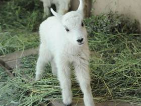 Снежная коза