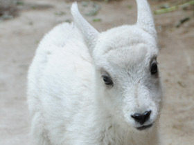 Фото Снежная коза