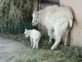 Фото Снежная коза