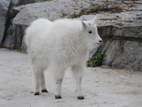Фото Снежная коза