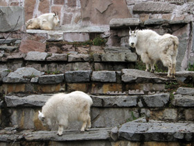 Фото Снежная коза